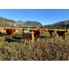 Image 6 : Squaw Valley Ranch - 750# October Delivery Steer Calves - 80 Head (Lumby, BC)