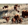 Image 7 : Meyer Cattle Inc. - 10 Red Angus X 3rd Calf Pairs (Lethbridge, AB)
