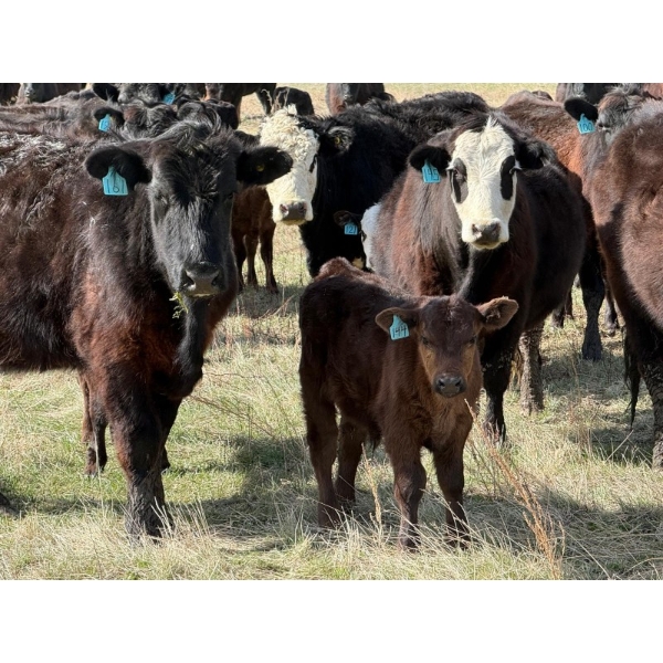 9X Enterprises - 12 Black/BBF 1st Calf Pairs (Millicent, AB)