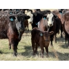 Image 1 : 9X Enterprises - 12 Black/BBF 1st Calf Pairs (Millicent, AB)