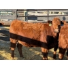 Image 4 : Fox Cattle Co. - 6 Bred Heifers (Pen 416)