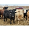 Image 2 : Justin Tateson - 925# March Delivery Steers - 68 Head (Scandia, AB)
