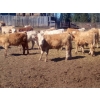 Image 3 : Ootsa Lake Cattle Co. - 800# June Delivery Steers - 75 Head (Ootsa Lake, BC)