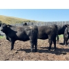 Image 5 : Boggy Springs Ranch - 975# September Delivery Grass Heifers - 45 Head (Maple Creek, SK)