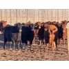 Image 1 : Bone Creek Ranch - 1100# November Delivery Open Heifers - 68 Head (Maple Creek, SK)