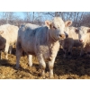 Image 9 : Owen Sellman - 800# February Delivery Heifers - 75 Head (McCreary, MB)