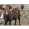 Image 11 : Hawk Ranching - 970# March Delivery Steers - 65 Head (Parkland, AB)