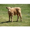 Image 19 : Circus Coulee Cattle - 550# November Delivery Steer Calves - 100 Head (Dorothy, AB) 