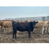 Image 2 : Dietrich Farms - 1025# June Delivery Heifers - 60 Head (Mendham, SK)