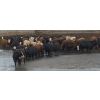 Image 5 : South Island Farms - 865# August Delivery Heifers - 120 Head (Bow Island, AB)
