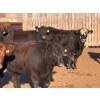 Image 7 : Bone Creek Ranch - 1100# November Delivery Open Heifers - 68 Head (Maple Creek, SK)