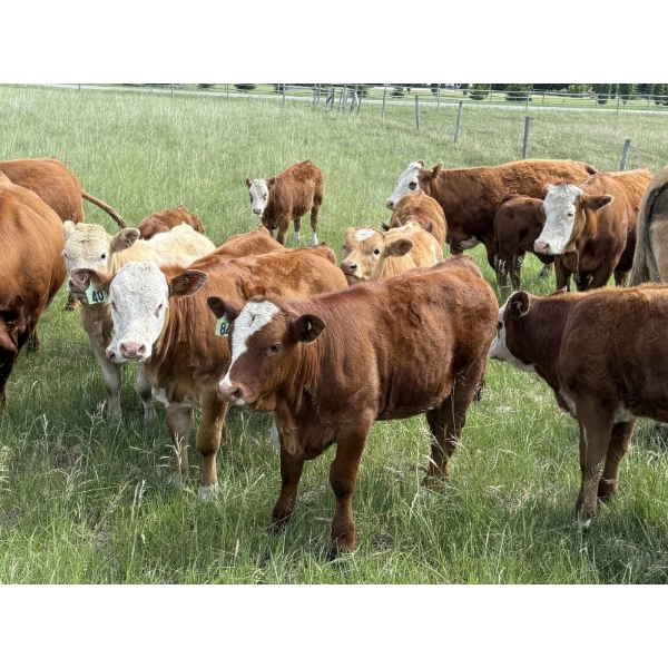 Jason & Jenna Packer - 740# October Delivery Heifer Calves - 83 Head (Sundre, AB)