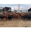 Image 2 : DJ Fridlington - 720# May Delivery Heifers - 82 Head (Kersley, BC)