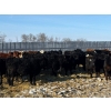 Image 5 : Tee Two Land & Cattle Co. - 780# April Weaned Steers - 78 Head (Kelliher, SK) VBP+
