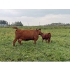 Image 17 : Malarky Farms - 35 Red/Red X Cow/Calf Pairs (Newdale, MB)