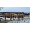 Image 3 : Cross Bar Ranch - 1050# April Delivery Steers - 54 Head (Consort, AB)