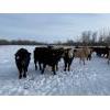 Image 3 : Steven Bartel - 975# July Delivery Heifers - 63 Head (Carroll, MB)