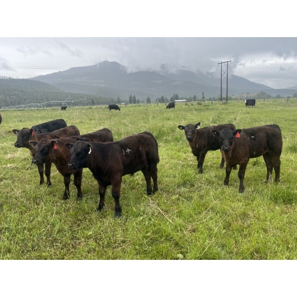 One Plus Cattle Co. - 640# November Delivery Steer Calves - 95 Head (Westwold, BC)