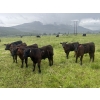 Image 1 : One Plus Cattle Co. - 640# November Delivery Steer Calves - 95 Head (Westwold, BC)