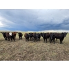 Image 3 : Bryan Ranch Ltd. - 750# June/July Delivery Grass Heifers - 117 Head (Maple Creek, SK)