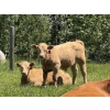 Image 6 : Cunningham Cattle Co. - 680# October Delivery Steer Calves - 270 Head (Sundre, AB)
