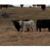 Image 8 : Mark & Cara Haywood-Farmer - 570# October Delivery Steer Calves - 100 Head (Kamloops, BC)