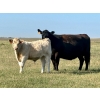 Image 10 : Darcy, Colton & Blake Reinhardt - 650# Steer Calves - 95 Head (Nightingale, AB)