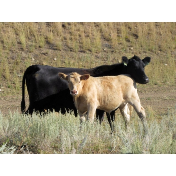 Douglass Cattle Co. - 570# Steer Calves - 95 Head (Finnegan, AB)