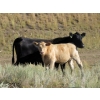 Image 10 : Douglass Cattle Co. - 585# November Delivery Steer Calves - 95 Head (Finnegan, AB)