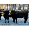 Image 7 : Salty Fox Farms - 50 Black Simm X Bred Heifers (Fork River, MB)