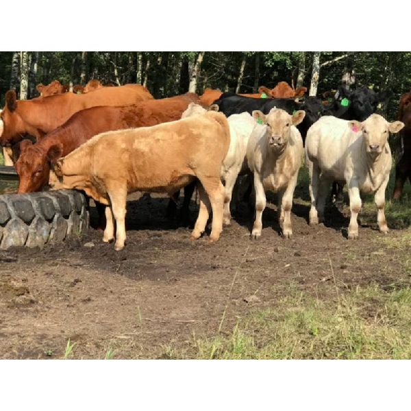 Lowe Ranches - 740# Weaned Heifers - 100 Head (Nanton, AB)