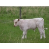 Image 8 : 6 S Feeders Inc. - 580# November Delivery Weaned Steers - 105 Head (Moosomin, SK)
