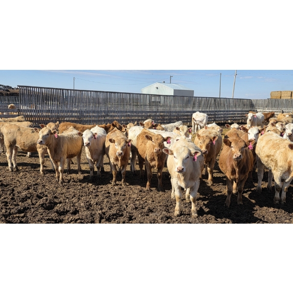 Amber Mountain Farms - 650# May Delivery Heifers - 57 Head (Vauxhall, AB)