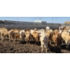 Image 1 : Amber Mountain Farms - 650# May Delivery Heifers - 57 Head (Vauxhall, AB)