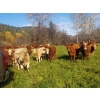 Image 3 : Squaw Valley Ranch - 840# October Delivery Steer Calves - 70 Head (Lumby, BC)