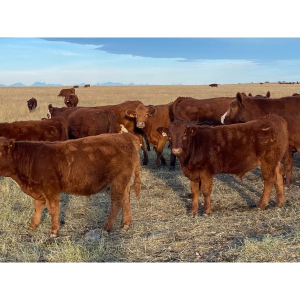 Munro Ranching - 640# October Delivery Steer Calves - 90 Head (Cochrane, AB)