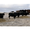 Image 4 : Fox Cattle Co. - 50 Black/BBF Simm X March Calving Bred Heifers (Foam Lake, SK)