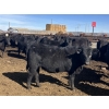Image 2 : Jarokosky Farms - 800# March/April Delivery Heifers - 40 Head (Lethbridge, AB)