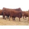 Image 8 : Sybouts Lake Farms Ltd. - 550# March Delivery Steers - 80 Head (Gladmar, SK)