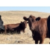 Image 9 : Ranch 71 Ltd. (Mark & Deb Osadczuk) - 14 Red/BWF Heifers 142 Red & Black Cows *HERD REDUCTION*
