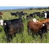 Image 4 : Edge-Hughes Cattle Co. - 550# October Delivery Steer Calves - 90 Head (Cochrane, AB)