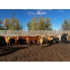 Image 7 : Chris Bartel - 975# Nov/Dec Delivery Heifers - 65 Head (Fort Vermilion, AB)