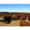 Image 4 : Van Hall Cattle Company Ltd. - 990# April Delivery Steers - 114 Head (Scandia, AB)