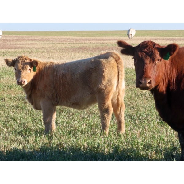 Beck Farms - 585# November Heifer Calves - 70 Head (Lang, SK)