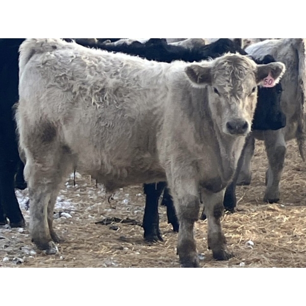 Winnifred Colony Farming Ltd. - 790# December Delivery Weaned Steers - 78 Head (Winnifred, AB)