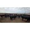 Image 6 : Ripple Rock Ranch - 975# July Delivery Heifers - 126 Head (Fincastle, AB)