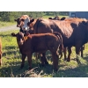 Image 10 : Cutting Edge/Holtry Creek - 675# November Delivery Steer Calves - 90 Head (100 Mile House, BC)