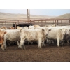 Image 1 : Cluny Colony - 780# October Delivery Weaned Heifers - 70 Head (Cluny, AB)