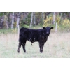 Image 6 : Cam Taylor/Trevor Campbell - 515# November Delivery Steer Calves - 170 Head (Wolseley, SK)