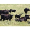 Image 4 : Tica Holdings Ltd. - 575# Nov/Dec Delivery Steer Calves - 105 Head (Radville, SK)